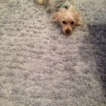 San Pablo-Dog-carpet-clean