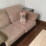 San Pablo-Sofa-Pet-Stain-Cleaning